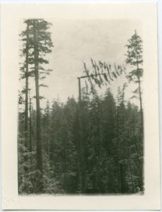 Method of felling trees