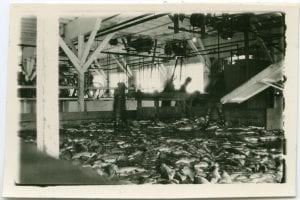 Interior of cannery, B.C.