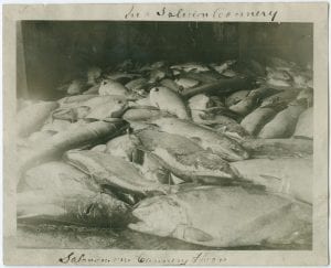 In a Salmon Cannery