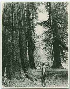 Giant fir trees, B.C.