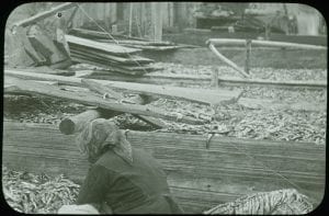 Woman working in cannery
