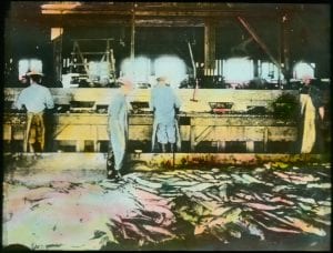 Workers in salmon cannery